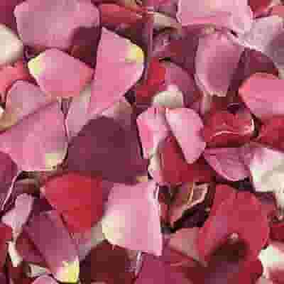 Very Berry Blend FD Rose Petals (30 Cups)