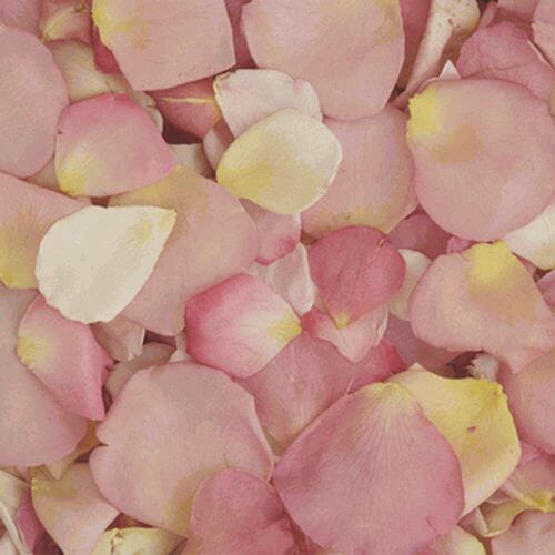 Assorted Pastel Blend FD Rose Petals (30 Cups)