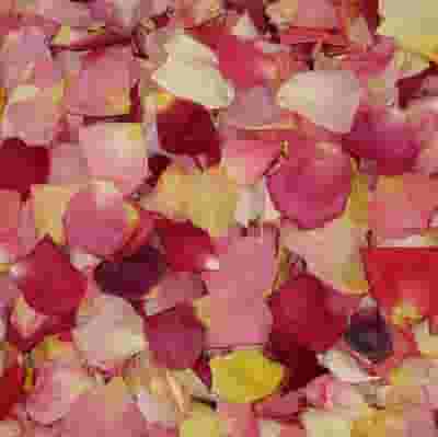 Assorted Bright Blend FD Rose Petals (30 Cups)