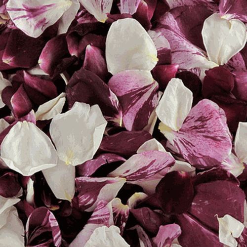Bridal Pink FD Rose Petals (30 Cups) - Wholesale - Blooms By The Box