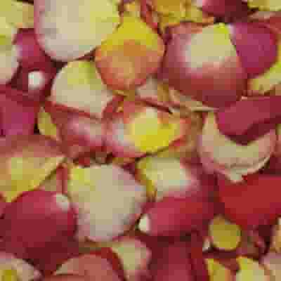 Cha Cha Blend FD Rose Petals (30 Cups)