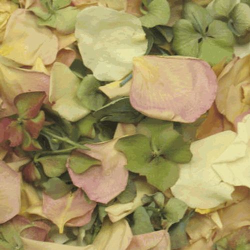 Spring Love Blend FD Rose & Hydrangea Petals (30 Cups)