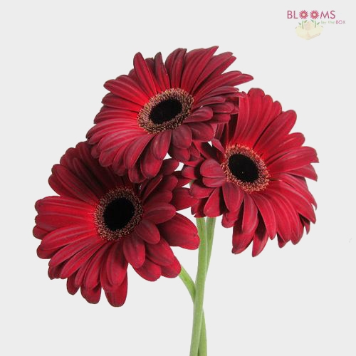 Gerbera Daisy Burgundy Wholesale Blooms By The Box
