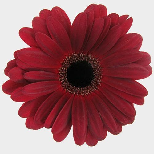 Paring Knife Red - Wholesale - Blooms By The Box