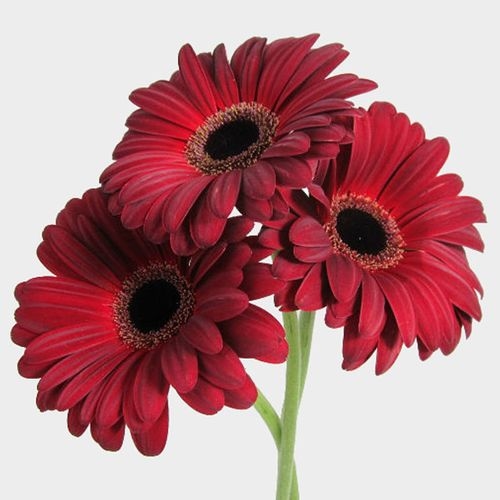 Gerbera Daisy Burgundy