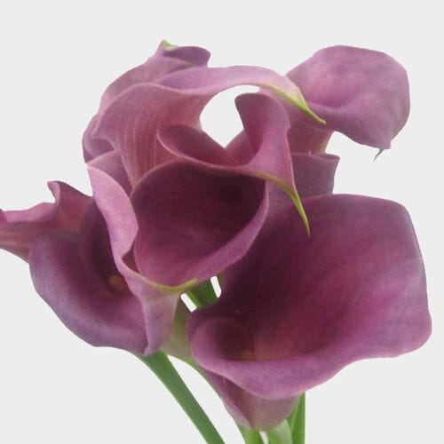 Calla Lily Mini Lavender Flower - Wholesale - Blooms By The Box