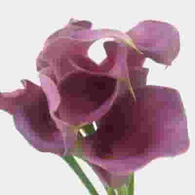 Calla Lily Mini Lavender Flower