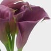 Calla Lily Mini Lavender Flower