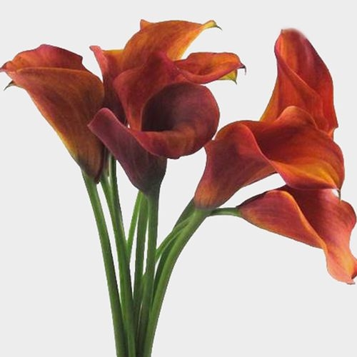 Mini Calla Lily Mango / Orange
