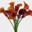 Mini Calla Lily Mango / Orange 