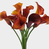 Mini Calla Lily Mango / Orange