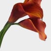 Mini Calla Lily Mango / Orange 