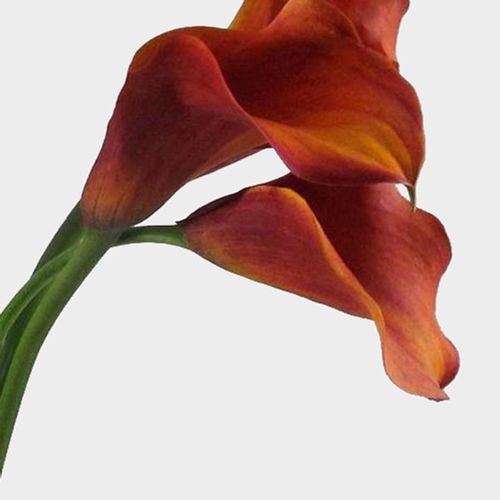 Mini Calla Lily Mango / Orange