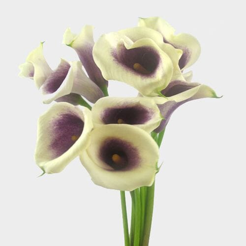 Wholesale flowers prices - buy Calla Lily Mini Picasso Flower in bulk