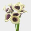 Calla Lily Mini Picasso Flower