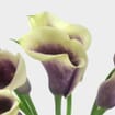 Calla Lily Mini Picasso Flower