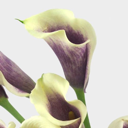 Calla Lily Mini Picasso Flower