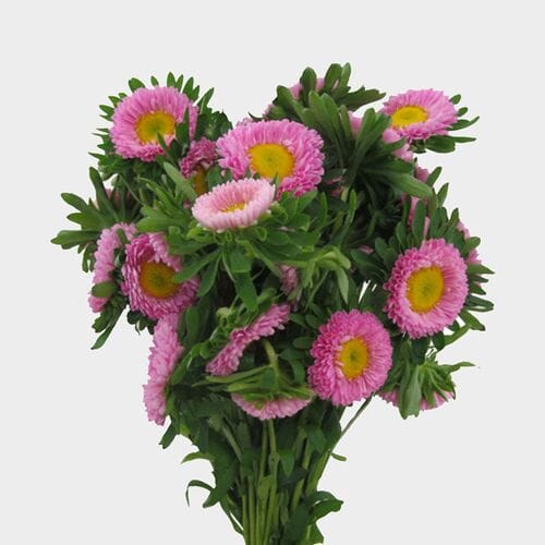 Wholesale flowers prices - buy Matsumoto Aster Pink Flowers in bulk
