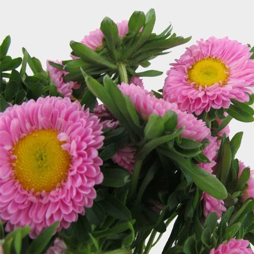 Matsumoto Aster Pink Flowers