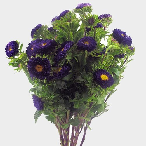 Wholesale flowers prices - buy Matsumoto Aster Purple Flowers in bulk