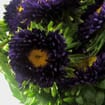 Matsumoto Aster Purple Flowers