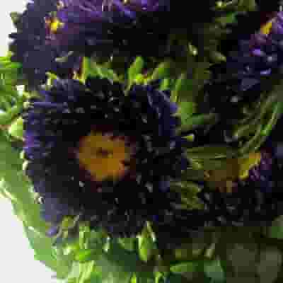 Matsumoto Aster Purple Flowers