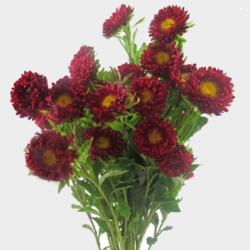 Wholesale flowers prices - buy Matsumoto Aster Red Flowers in bulk