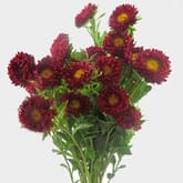 Matsumoto Aster Red Flowers