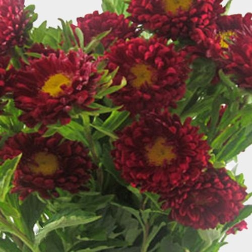 Matsumoto Aster Red Flowers