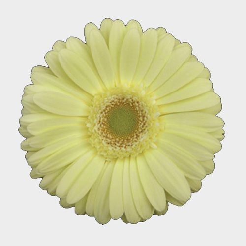 Gerbera Daisy Cream Flower Wholesale Blooms By The Box