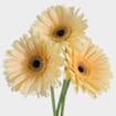 Gerbera Daisy Cream Flower