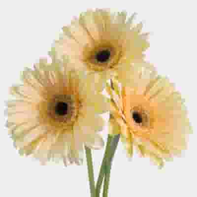 Gerbera Daisy Cream Flower