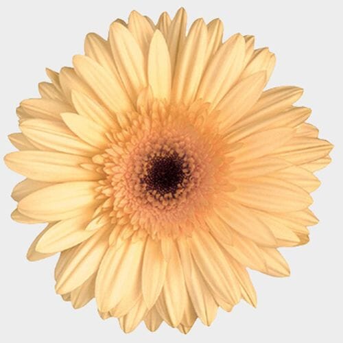 Wholesale flowers prices - buy Gerbera Daisy Cream Flower in bulk