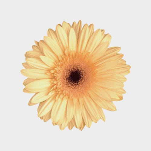 Wholesale flowers prices - buy Mini Gerbera Daisy Cream Flower in bulk