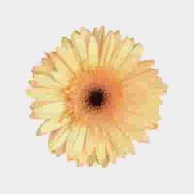 Mini Gerbera Daisy Cream Flower
