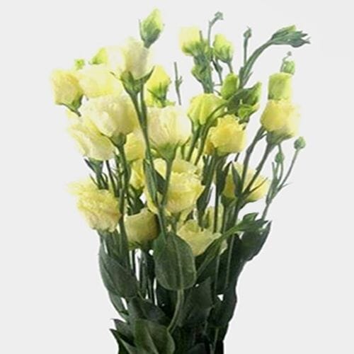 Wholesale flowers prices - buy Cream Lisianthus Flower in bulk