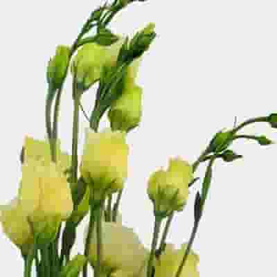 Cream Lisianthus Flower