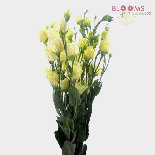 Peach Lisianthus Flower Wholesale Blooms By The Box