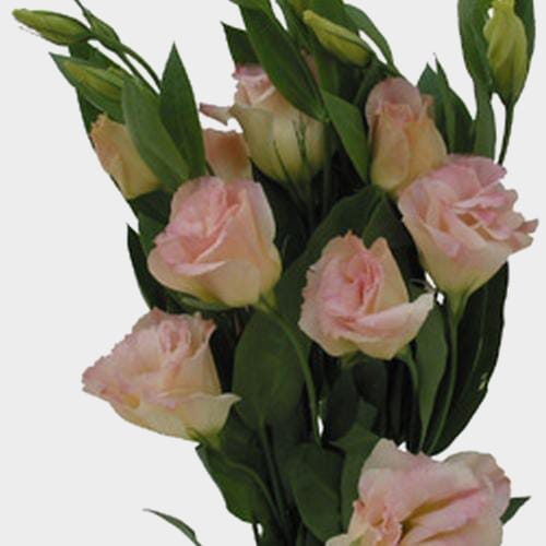 Wholesale flowers prices - buy Peach Lisianthus Flower in bulk