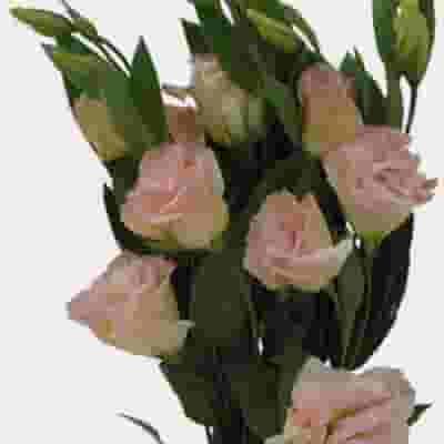 Peach Lisianthus Flower