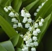 Lily Of The Valley Flowers