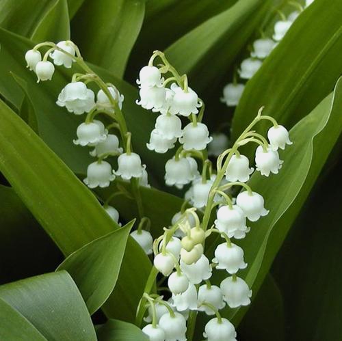 Lily Of The Valley Flowers - Wholesale - Blooms By The Box