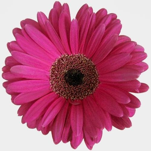 Wholesale flowers prices - buy Gerbera Daisy Hot Pink in bulk