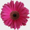 Gerbera Daisy Hot Pink