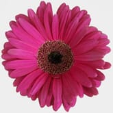 Gerbera Daisy Hot Pink
