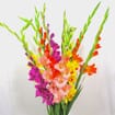 Gladiola Assorted Fancy Colors