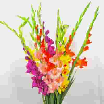 Gladiola Assorted Fancy Colors