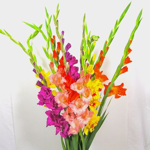 Gladiola Assorted Fancy Colors