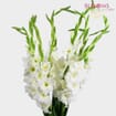 White Gladiola Fancy Flowers