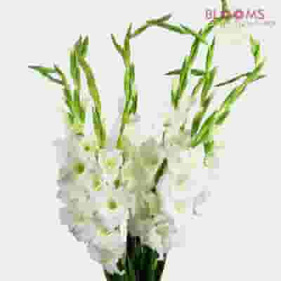 White Gladiola Fancy Flowers